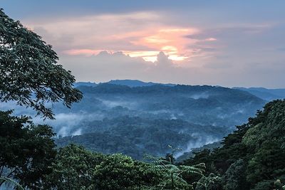 Voyage Forêts impénétrables et safaris 1