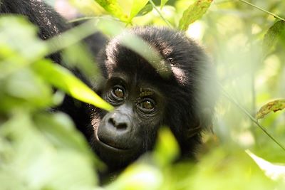 © Severine Thebault - Ouganda Ouganda