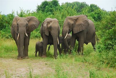 © Ibrahim Bah - Famille d'éléphants au Parc National Queen Elizabeth - Ouganda Famille d'éléphants au Parc National Queen Elizabeth - Ouganda