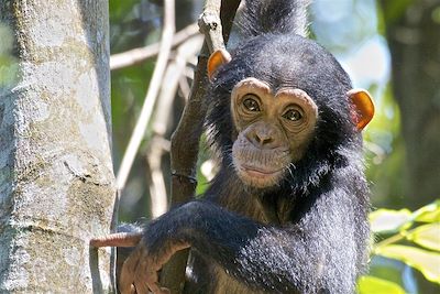 © MHGALLERY / iStock - Chimpanzé - Rwanda Chimpanzé - Rwanda