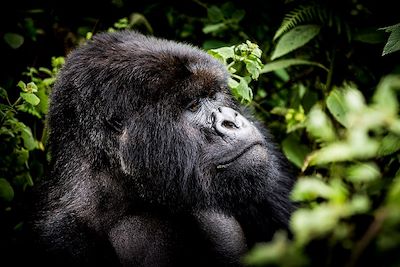 © CrookesAndJackson/Bisate Lodge - Bisate Lodge - Parc National des Volcans - Rwanda Bisate Lodge - Parc National des Volcans - Rwanda