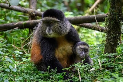 © Bisate Lodge - Bisate Lodge - Parc National des Volcans - Rwanda Bisate Lodge - Parc National des Volcans - Rwanda