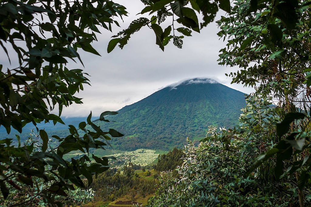 Voyage Ouganda - Rwanda, spécial primates 3