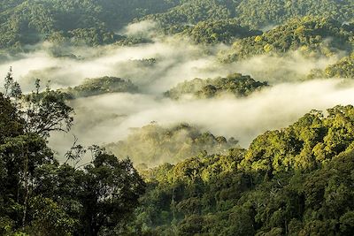 © Philip Lee Harvey/Nyungwe Forest Lodge - Nyungwe - Rwanda Nyungwe - Rwanda