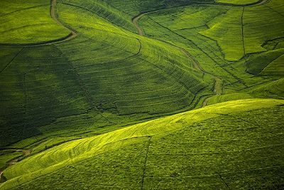 © Nyungwe Forest Lodge - Nyungwe - Rwanda Nyungwe - Rwanda