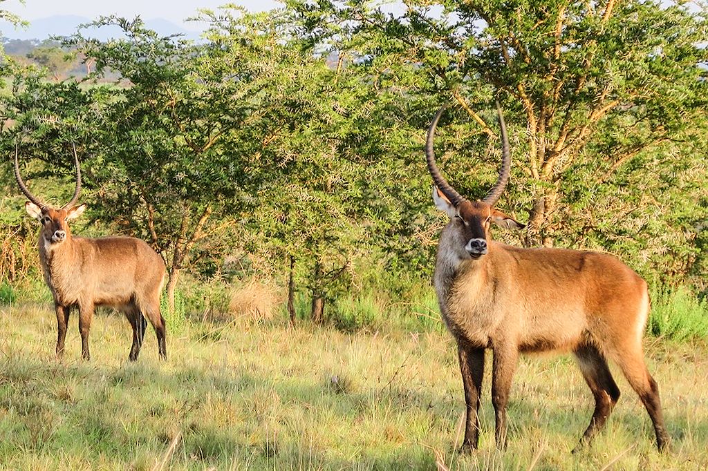 Voyage Treks dans les montagnes de la lune et safaris  3