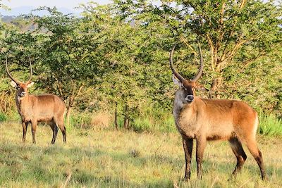 Kob Ougandais dans le parc national Queen Elizabeth - Ouganda