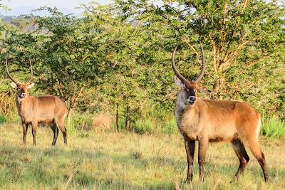 Voyage Treks dans les montagnes de la lune et safaris  3