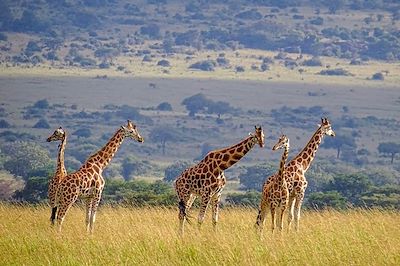 Girafes de Rothschild - Parc national Murchison Falls - Ouganda