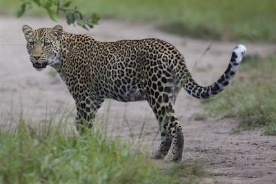 Mihingo Lodge - Lac Mburo - Ouganda