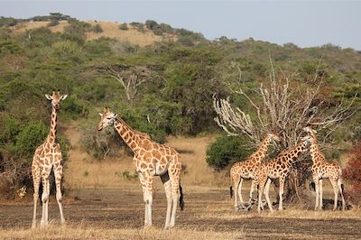 Mihingo Lodge - Lac Mburo - Ouganda