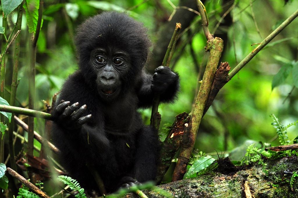 Image Gorille Ouganda - Chimpanzé Kibale - Safari Queen Elisabeth