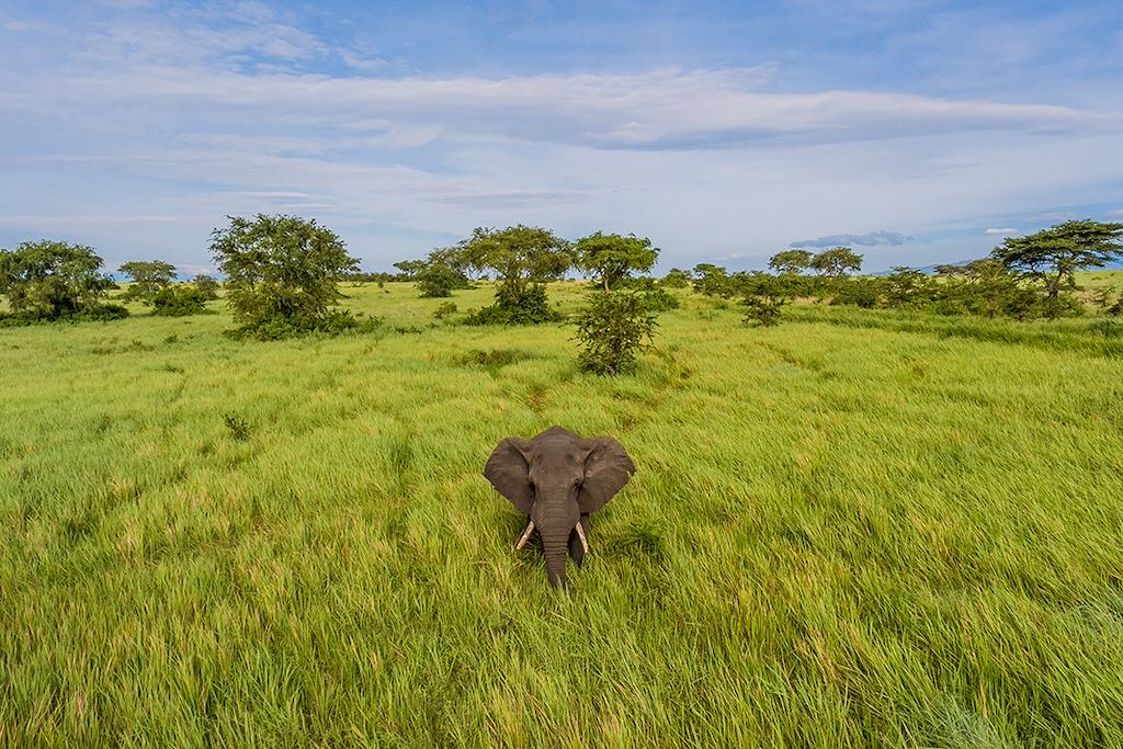 Image Gorille Ouganda - Chimpanzé Kibale - Safari Queen Elisabeth