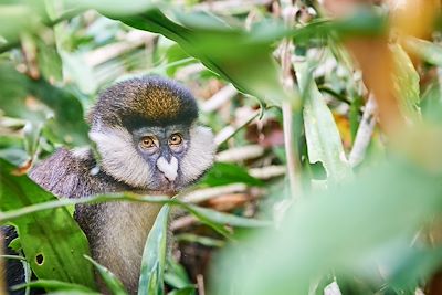 Bwindi Lodge - Bwindi - Ouganda