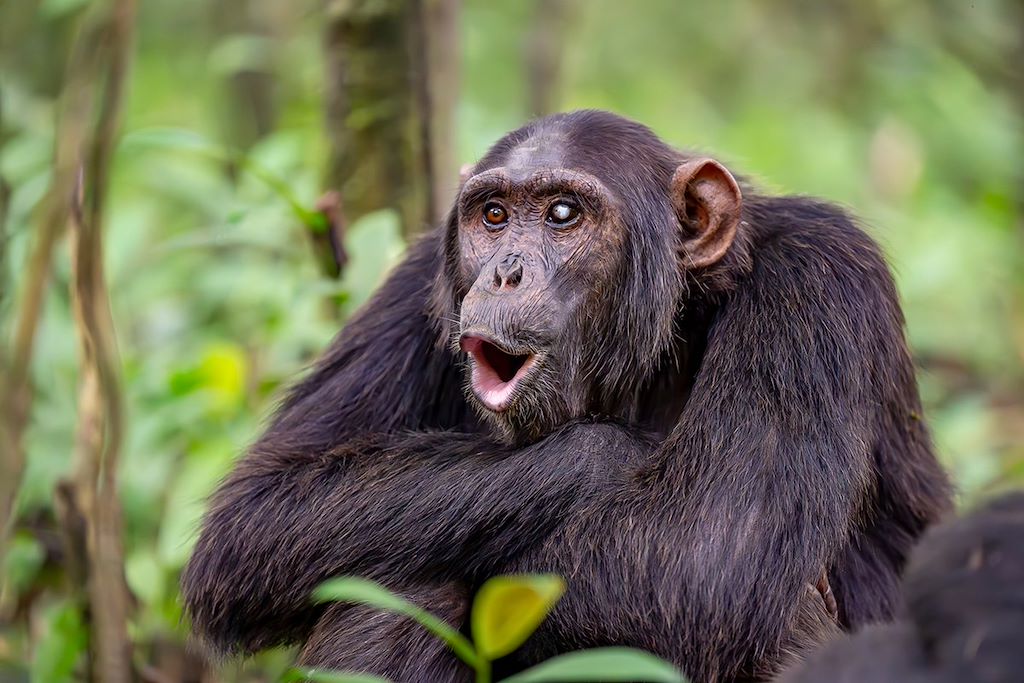 Image Gorille Ouganda - Chimpanzé Kibale - Safari Queen Elisabeth