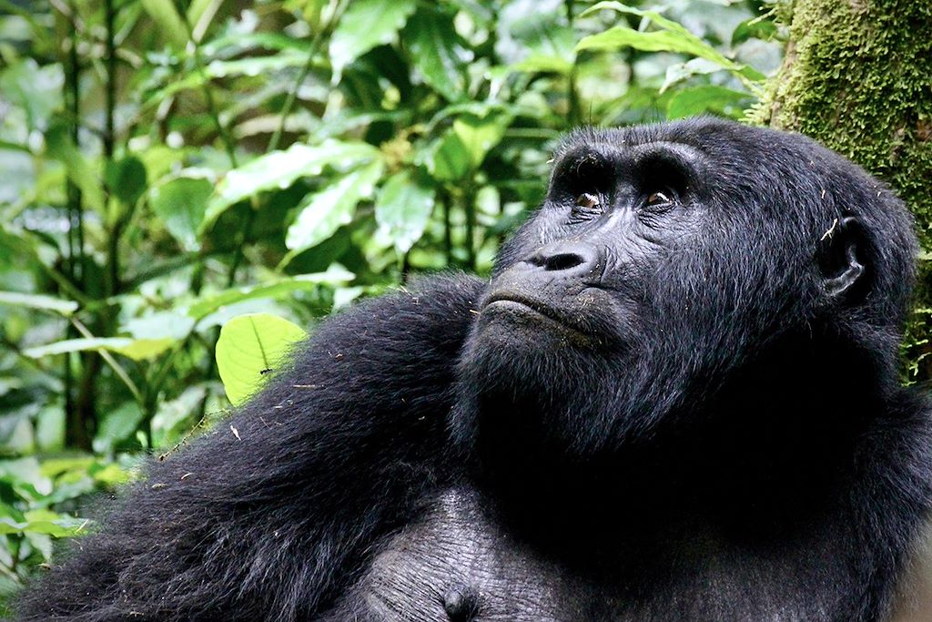 Image Gorille Ouganda - Chimpanzé Kibale - Safari Queen Elisabeth