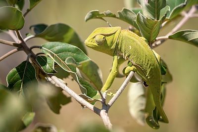 Caméléon - Parc national Murchison Falls - Ouganda