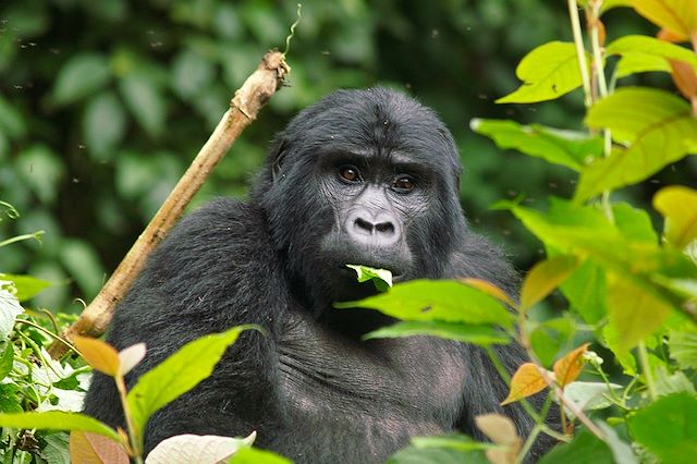 Voyage Le meilleur de l'Ouganda
