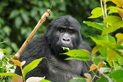 Le meilleur de l'Ouganda