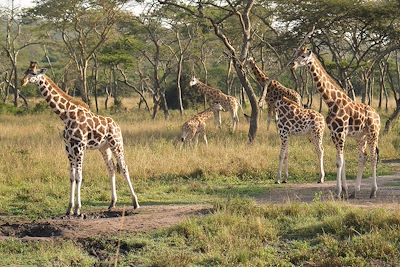© Lisa Cabanier - Girafes - Ouganda Girafes - Ouganda