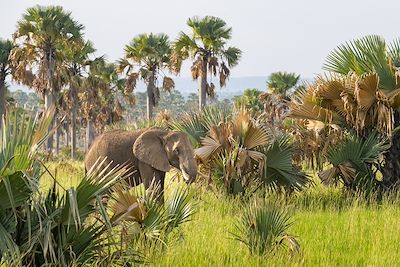 Eléphant - Murchinson Falls National Park - Ouganda