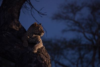© Mint Images / Getty Images - Safari nocturne - Léopard - Ouganda Safari nocturne - Léopard - Ouganda