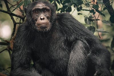 Chimpanzé - Ouganda