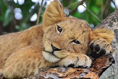 Lion - Ouganda