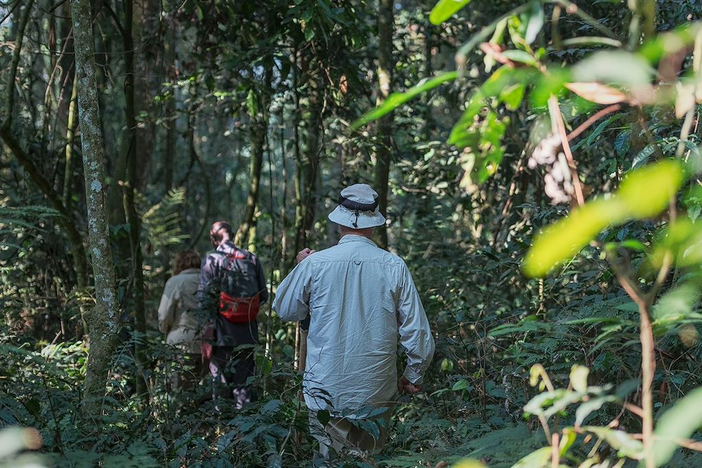 Image Gorille Ouganda - Chimpanzé Kibale - Safari Queen Elisabeth