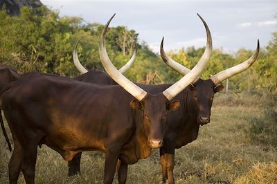 Mihingo Lodge - Lac Mburo - Ouganda