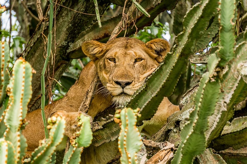 Image Trek Gorille Mgahinga - Randonnée volcan Gahinga - Safari Queen Elisabeth