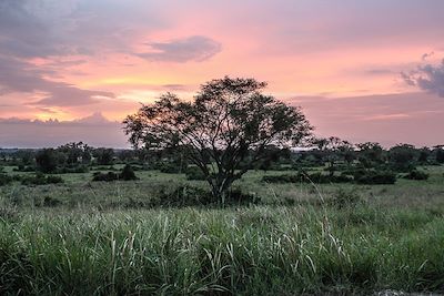 Parc National de Queen Elizabeth - Ouganda