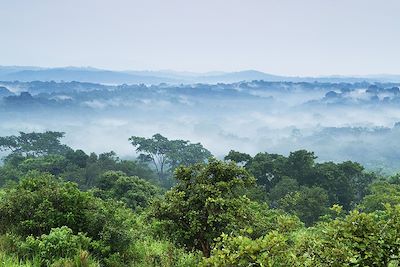 Forêt tropicale humide - Parc national de Kibale - Ouganda