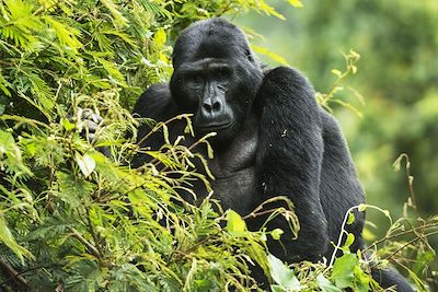Gorille de montagne - Parc national impénétrable de Bwindi - Ouganda