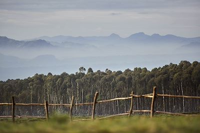 © One&Only Gorilla's Nest - One&Only Gorilla's Nest - Parc National des Volcans - Rwanda One&Only Gorilla's Nest - Parc National des Volcans - Rwanda
