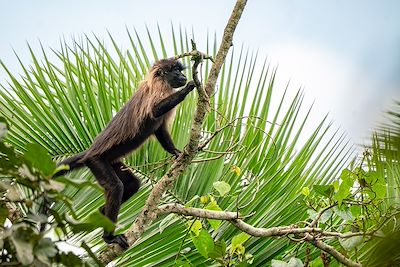 Singe Magabay - Bigodi Swamp - Ouganda