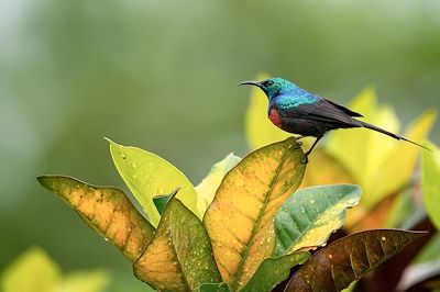 Parc national Murchison Falls - Ouganda