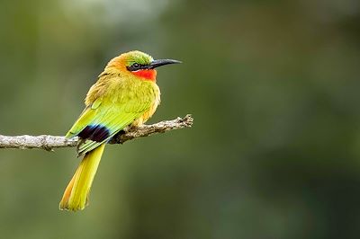 Parc national Murchison Falls - Ouganda