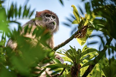 Singe Rouge Colobus - Ouganda