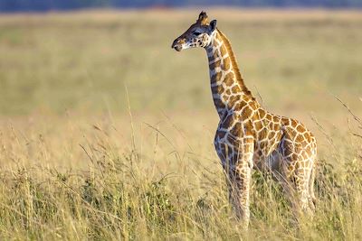 © Lisa Cabanier - Girafe - Parc national Kidepo Valley - Ouganda Girafe - Parc national Kidepo Valley - Ouganda