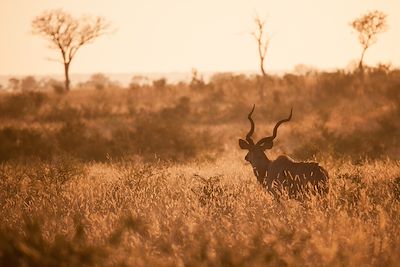 © Mint Images / Getty Images - Antilope Koudou - Ouganda Antilope Koudou - Ouganda