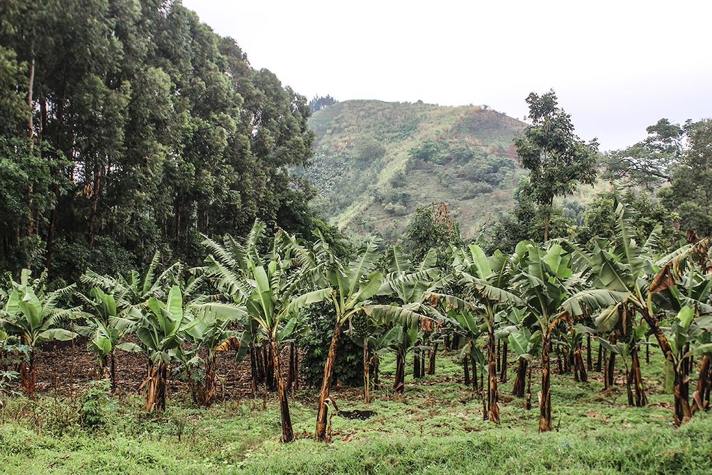 Image Randonnée forêt Bwindi - Trek Gorilles - Safari Murchison Falls