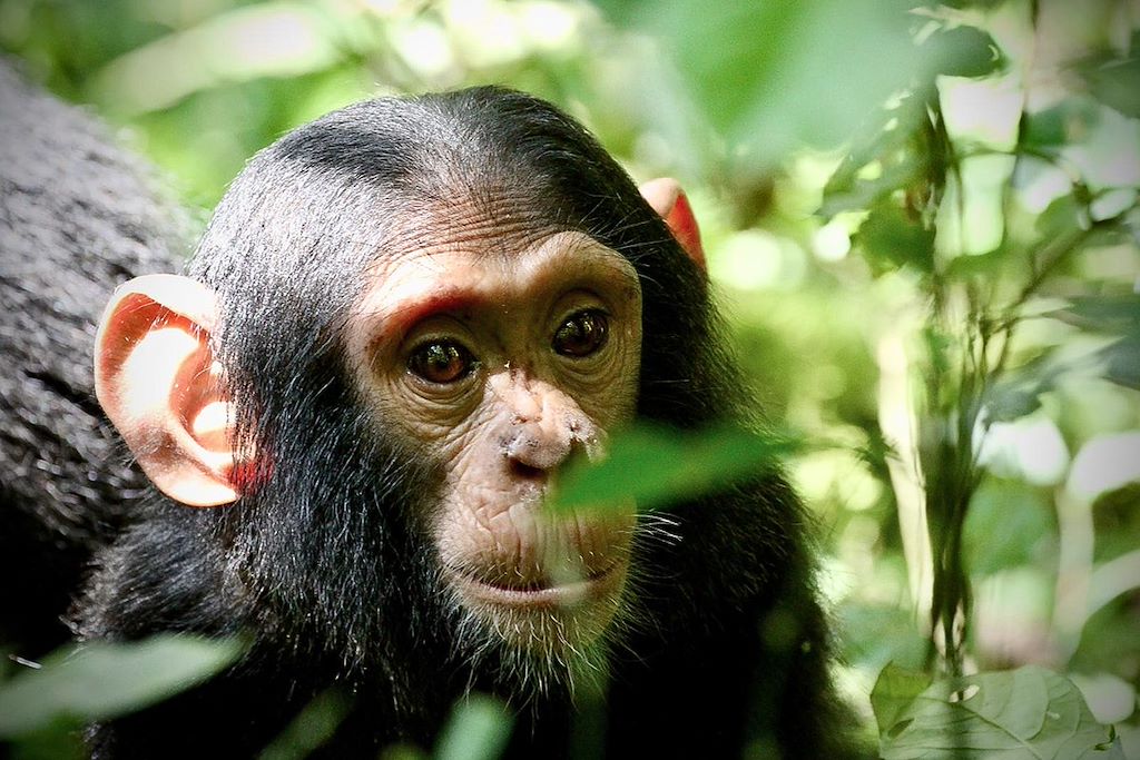 Image Randonnée forêt Bwindi - Trek Gorilles - Safari Murchison Falls