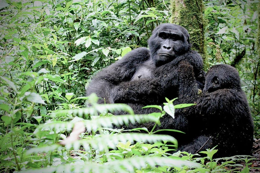 Image Randonnée forêt Bwindi - Trek Gorilles - Safari Murchison Falls