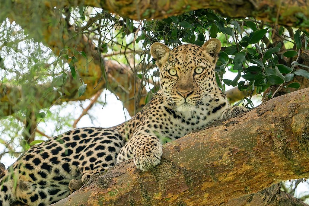 Image Randonnée forêt Bwindi - Trek Gorilles - Safari Murchison Falls