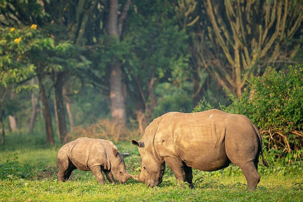 Image Randonnée forêt Bwindi - Trek Gorilles - Safari Murchison Falls