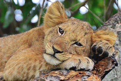 © Lisa Cabanier - Lion - Ouganda Lion - Ouganda