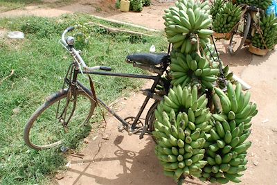 © Ibrahim Bah - Bananes sur un vélo - Route entre Entebbe et le lac Mburo - Ouganda Bananes sur un vélo - Route entre Entebbe et le lac Mburo - Ouganda