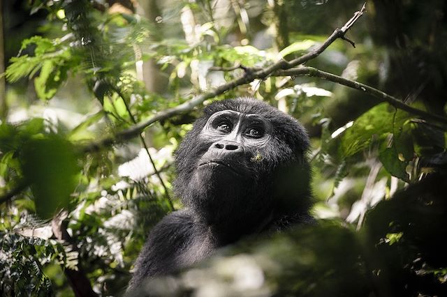Voyage L’Ouganda, un condensé d’émotions
