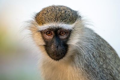 Singe Vervet - Ouganda